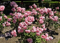 Floribunda rózsák